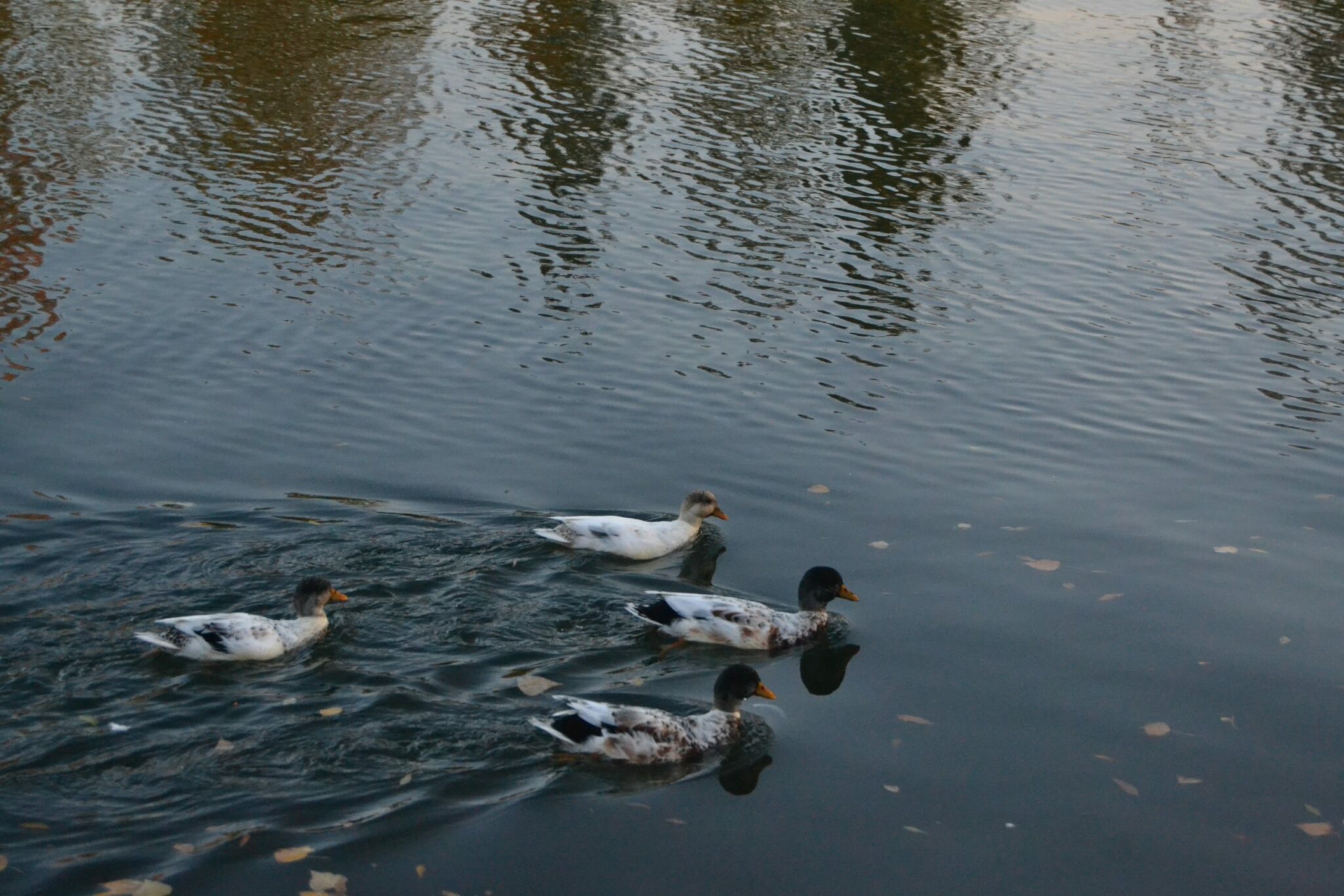 Patos surcando el río Ebro