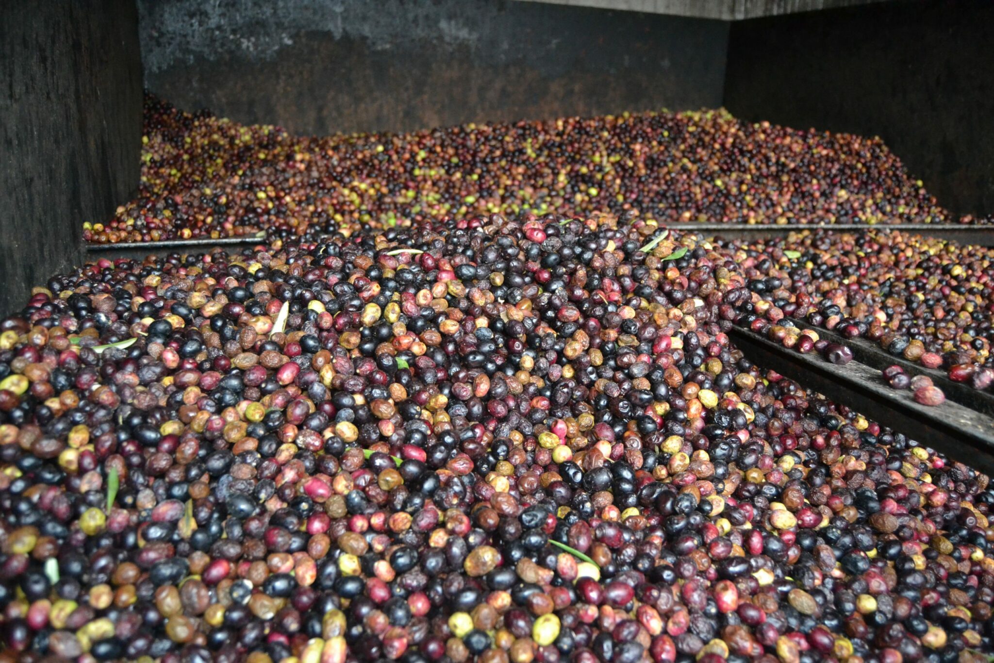 Trujales de aceite de oliva de la Rioja Alavesa 