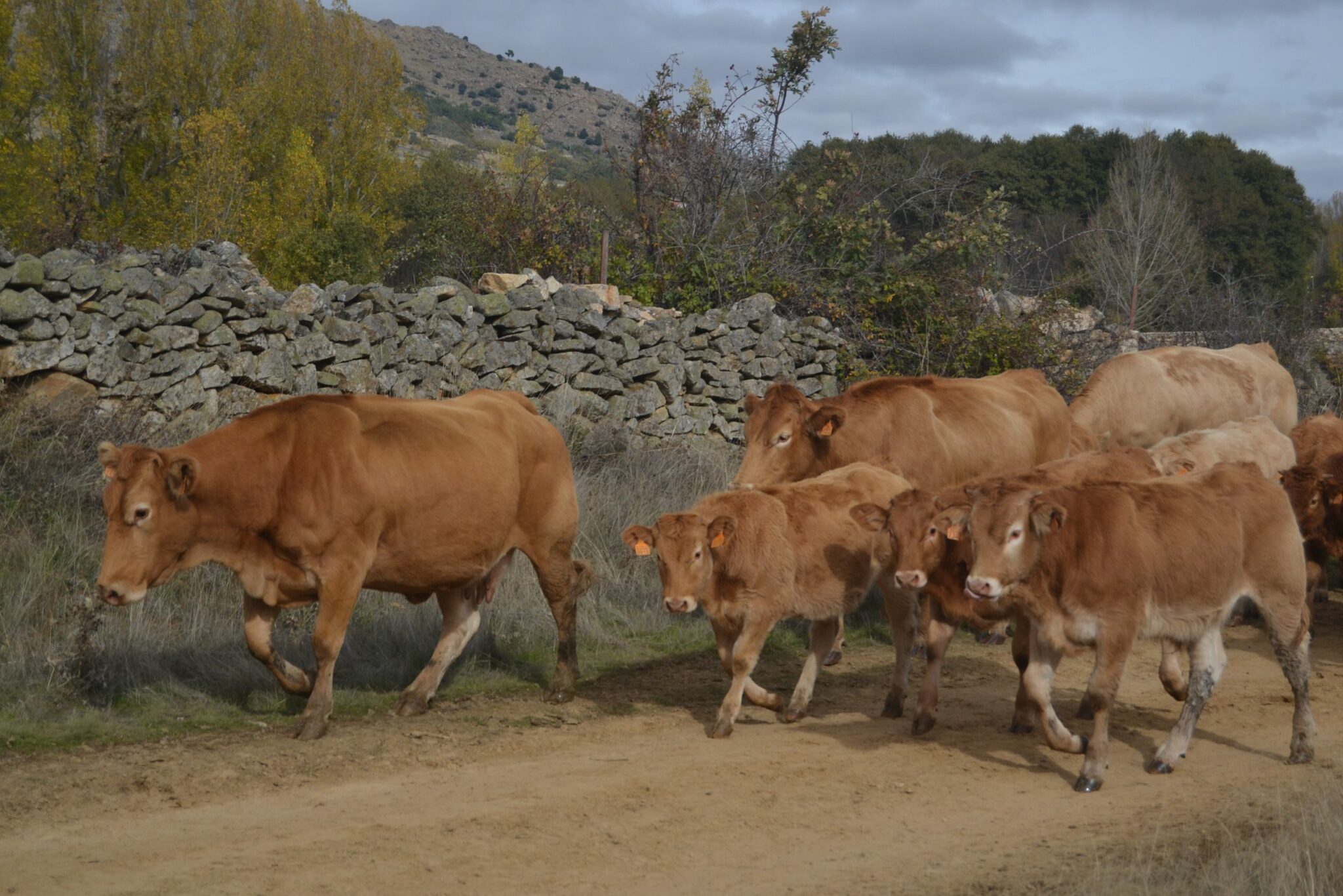 Vacas en el camino