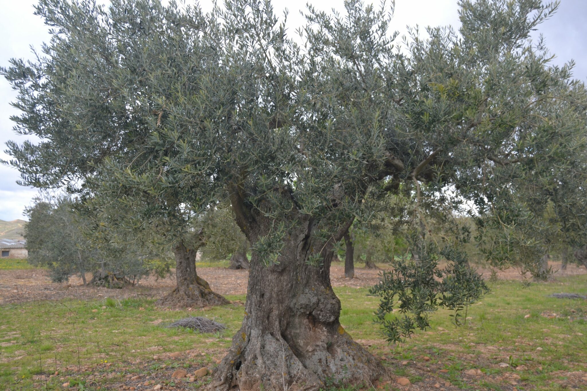Olivos centenarios de Galilea