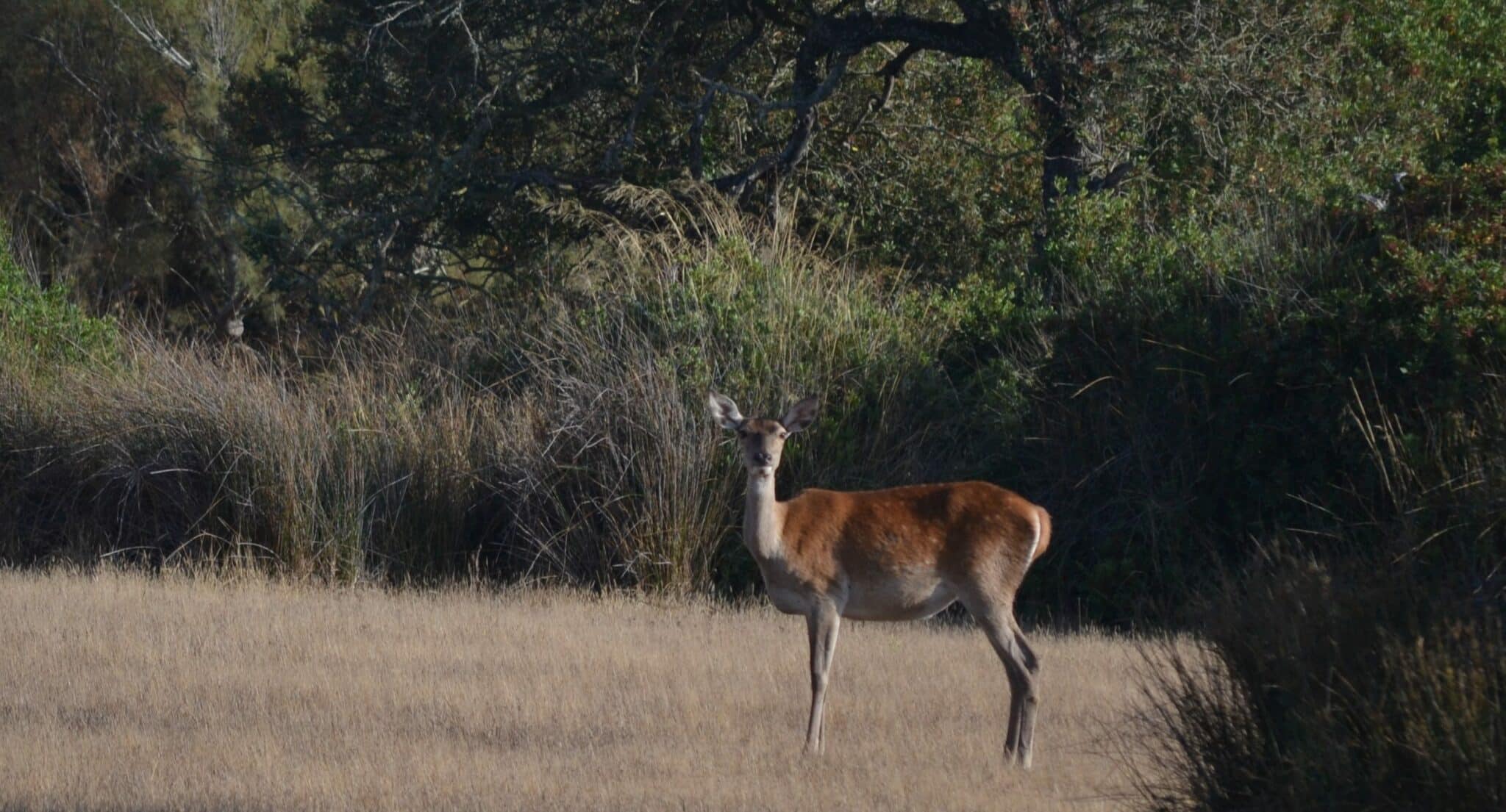 Avistamiento de fauna en el Parque Nacional de Doñana